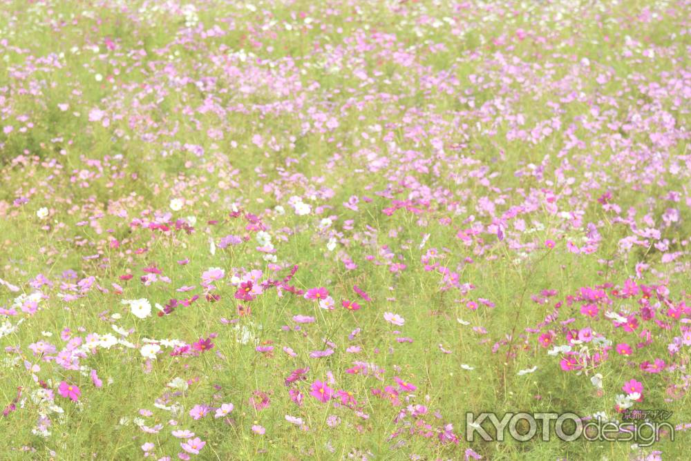 夢コスモス園（２）