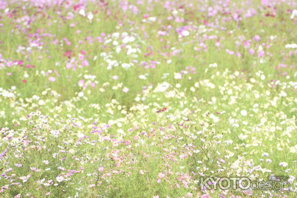 夢コスモス園（３）