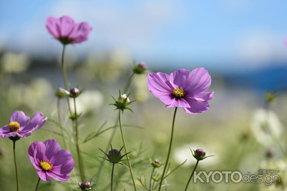 夢コスモス園（５）