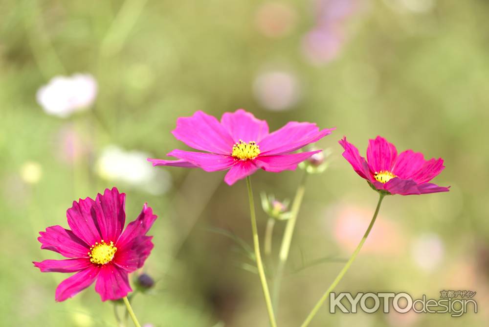 夢コスモス園（６）