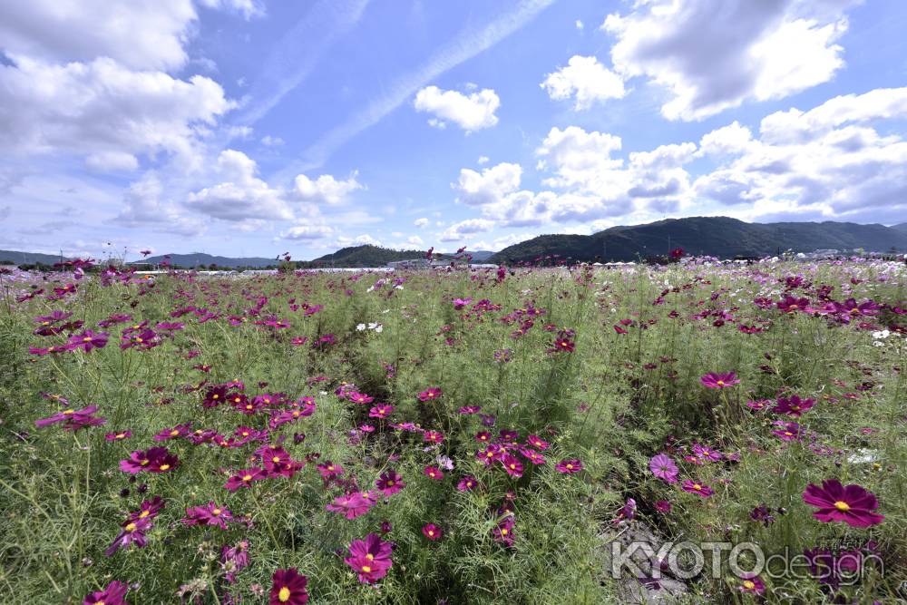 夢コスモス園（８）