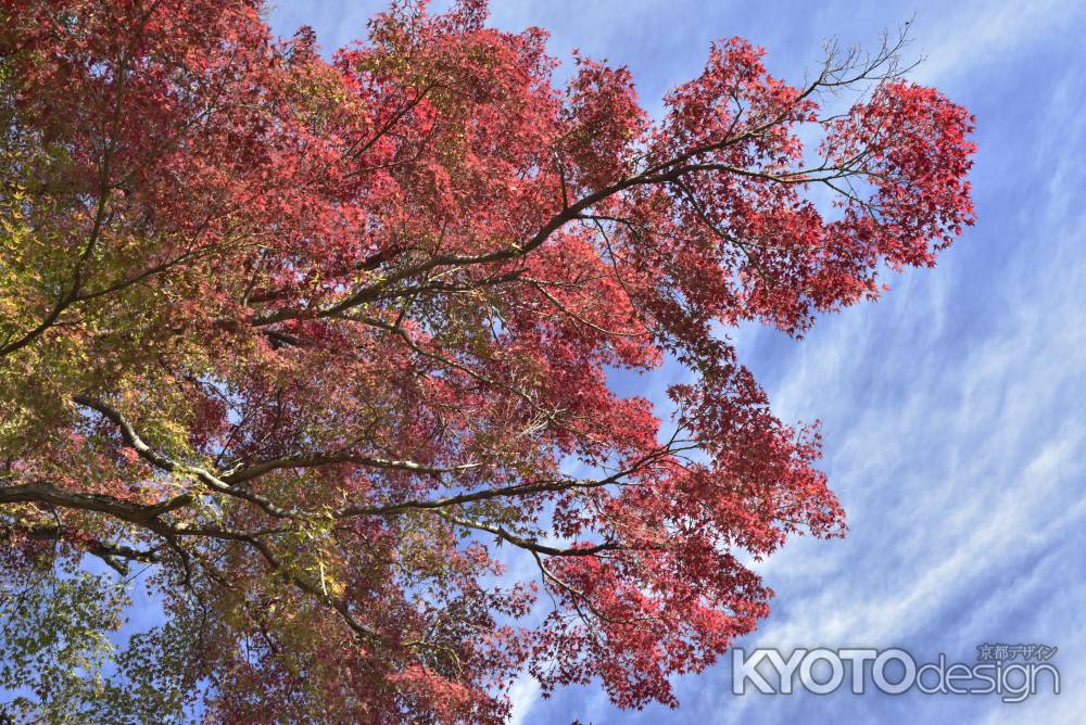 善峯寺（１０）