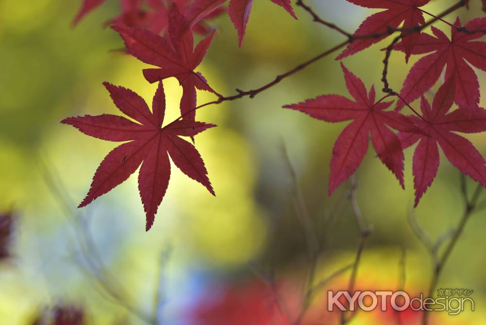 永観堂（１２）