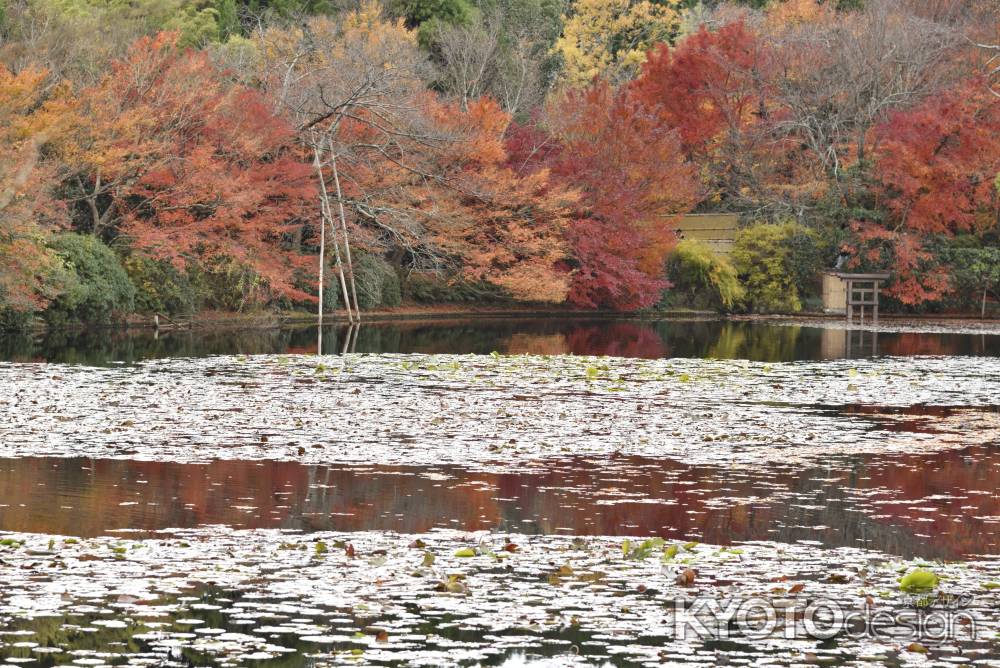 龍安寺・紅葉２０１７（５）