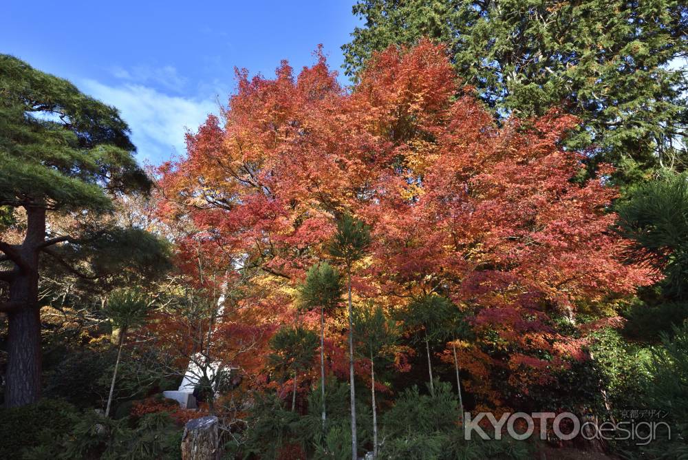龍安寺・紅葉２０１７（６）