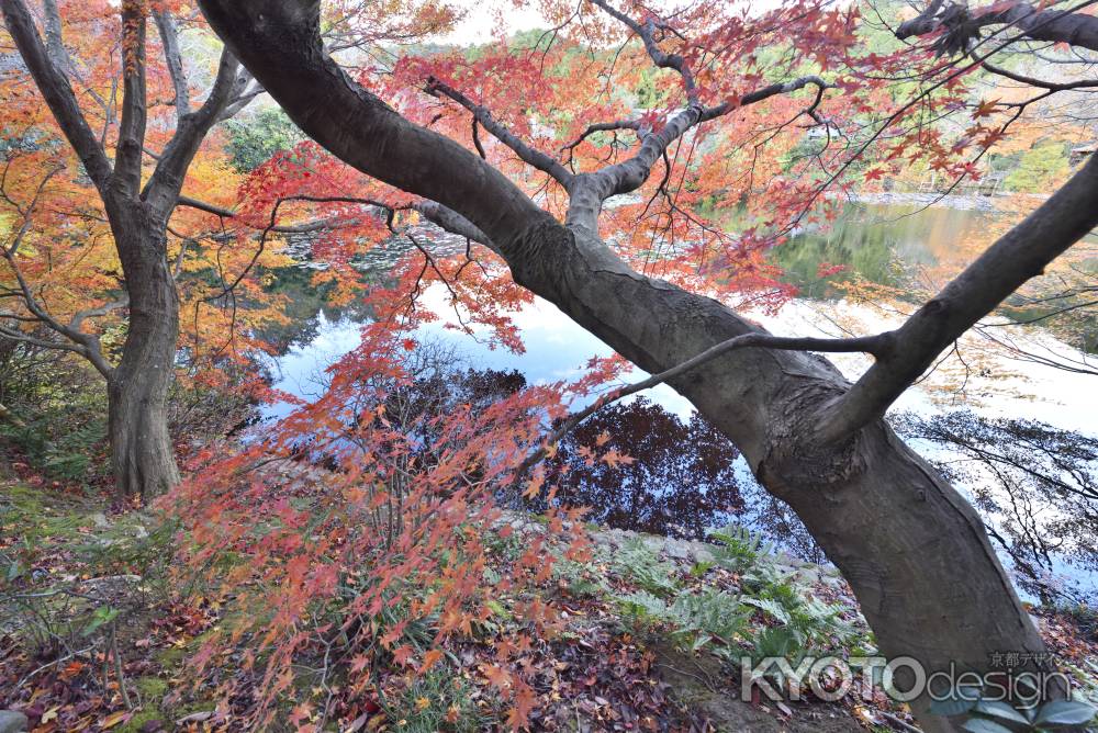 龍安寺・紅葉２０１７（７）