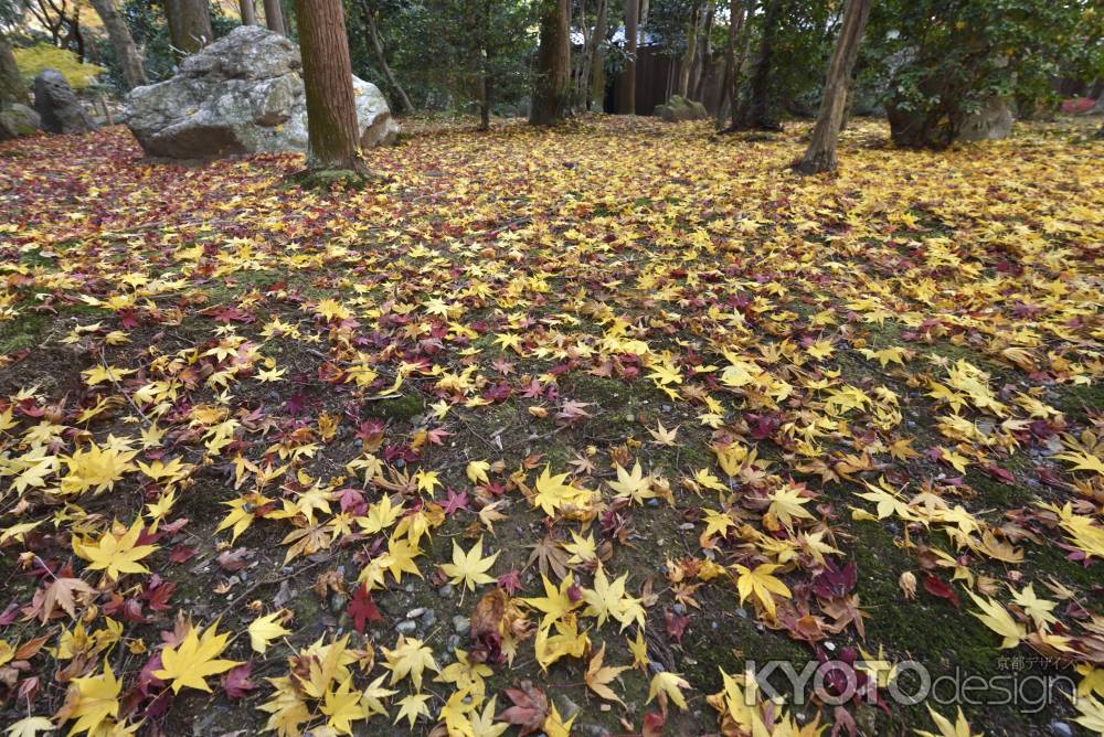 龍安寺・紅葉２０１７（２０）