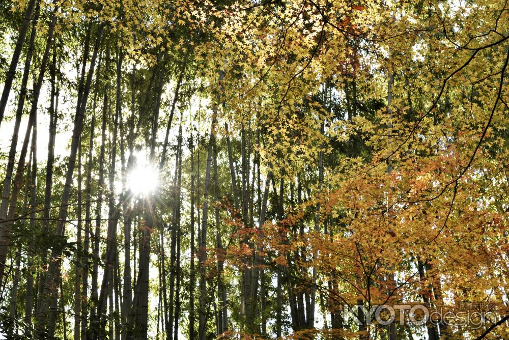 地蔵院・紅葉２０１７（５）