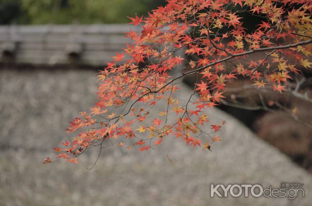 祇王寺・紅葉２０１７（１）