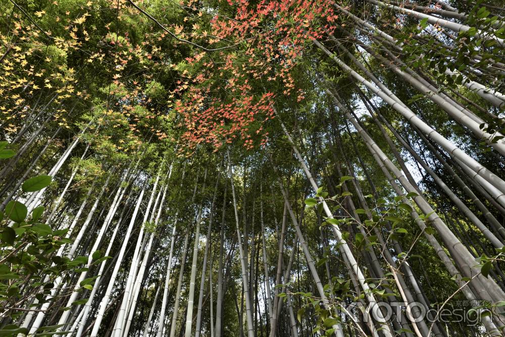 祇王寺・紅葉２０１７（５）