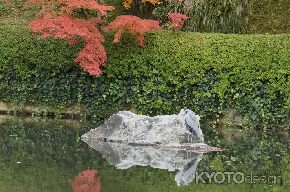 永観堂・紅葉２０１７（２）