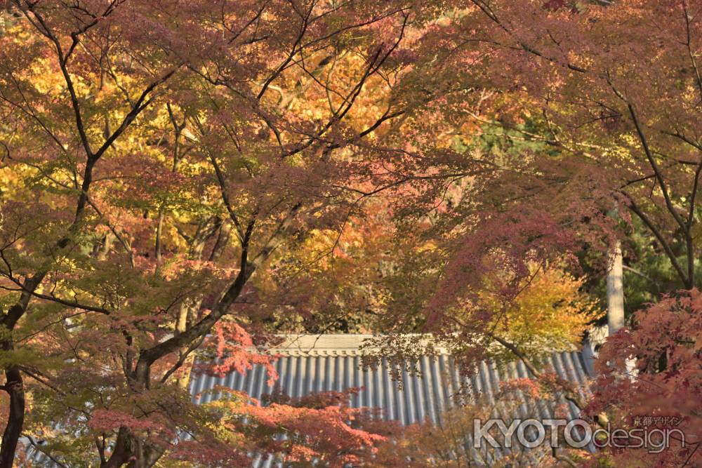 永観堂・紅葉２０１７（６）