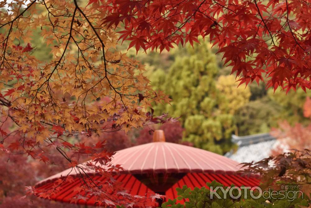 永観堂・紅葉２０１７（８）
