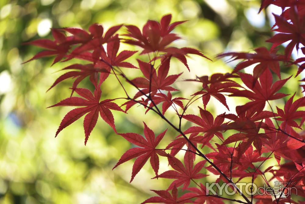 永観堂・紅葉２０１７（２２）