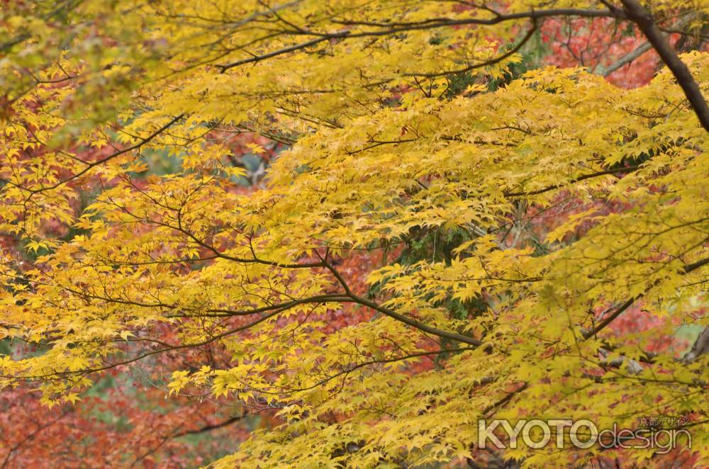 南禅寺・紅葉２０１７（４）