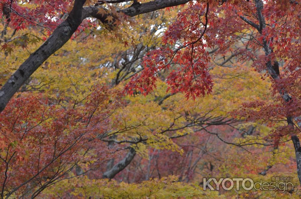 宝筐院２０１７（２）