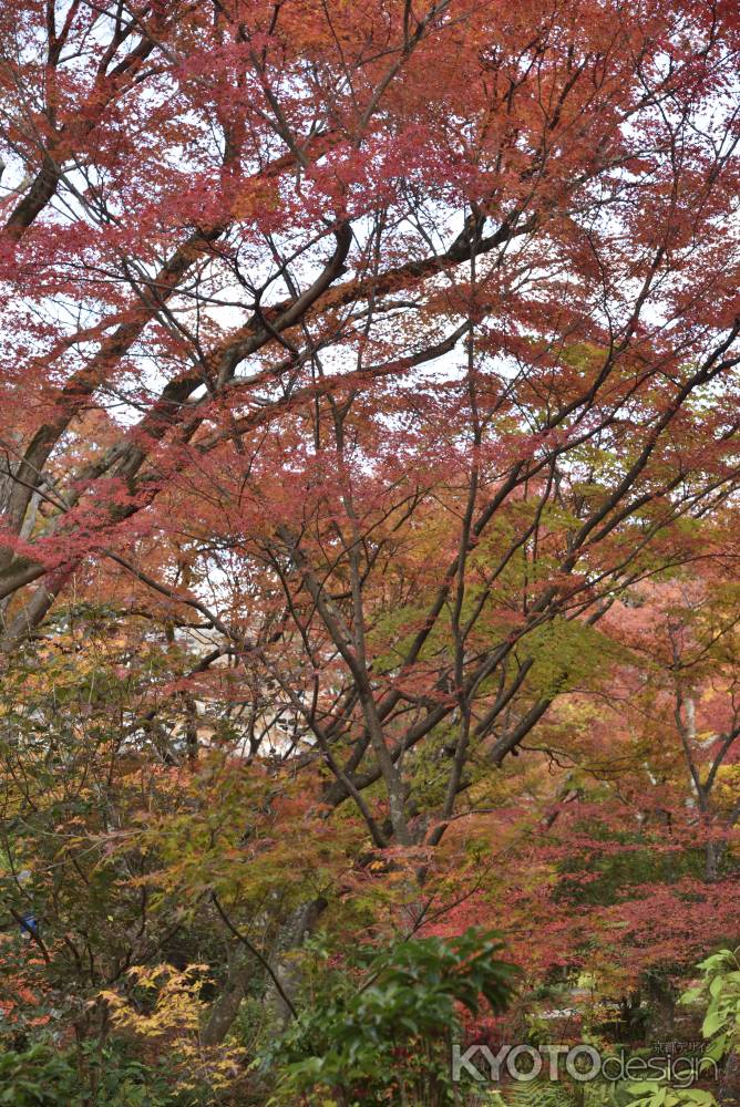 宝筐院２０１７（５）