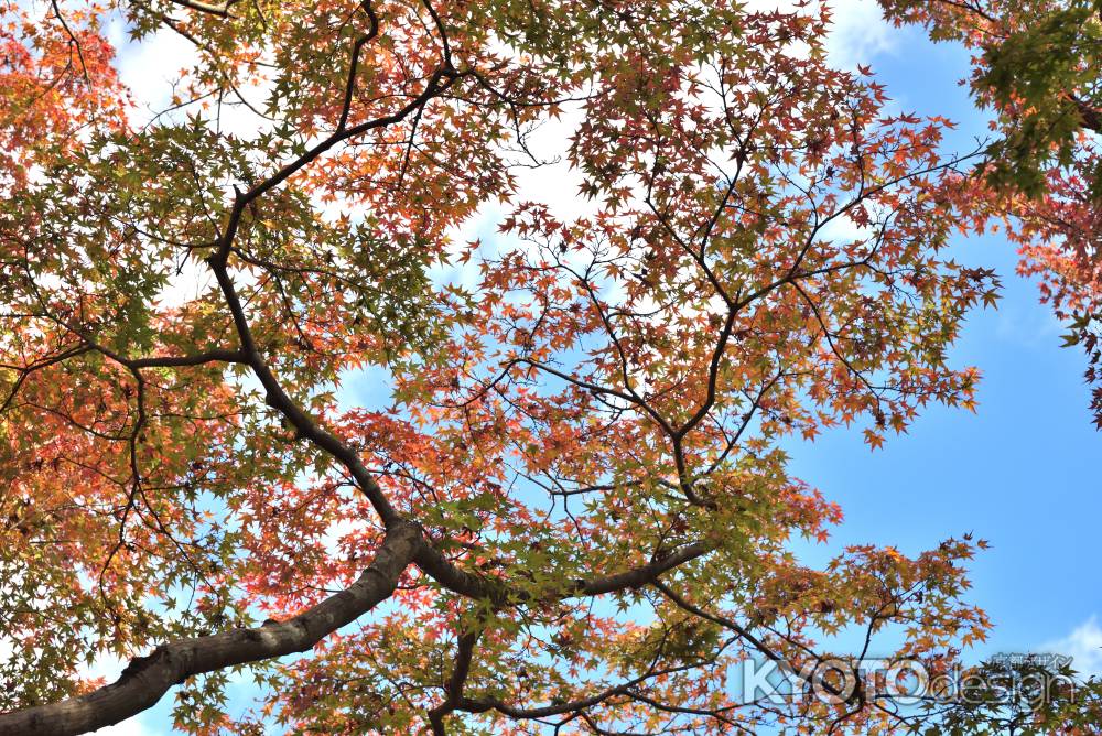 宝厳院2017（２）