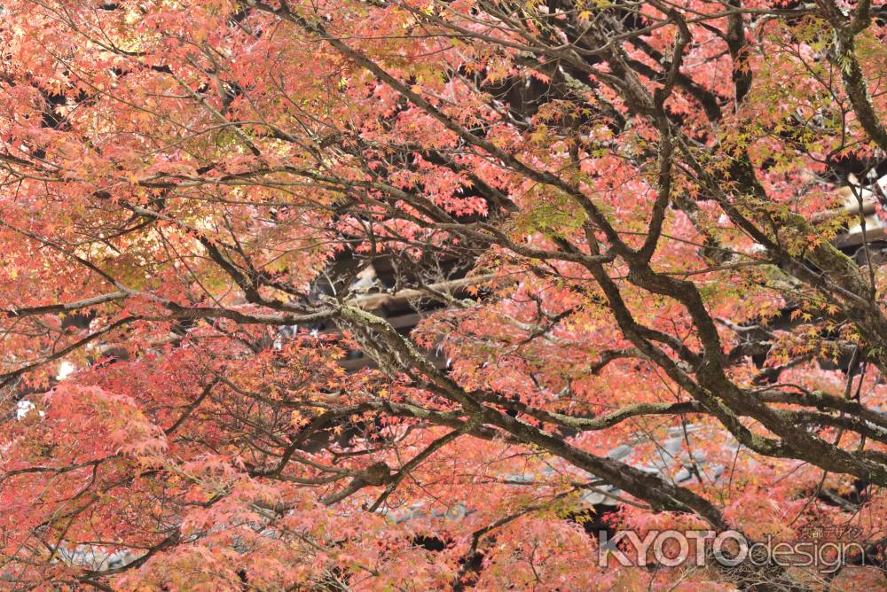 南禅寺・紅葉２０１７（１３）