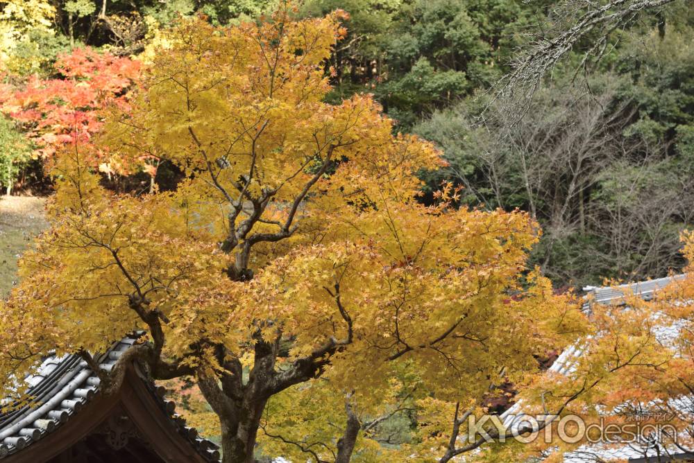 南禅寺・紅葉２０１７（１８）