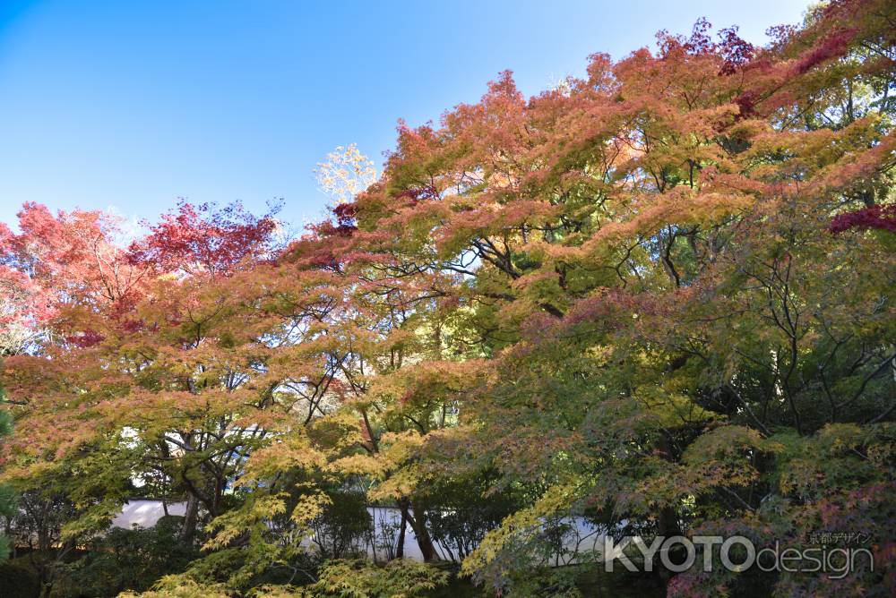 天授庵・紅葉２０１７（２）