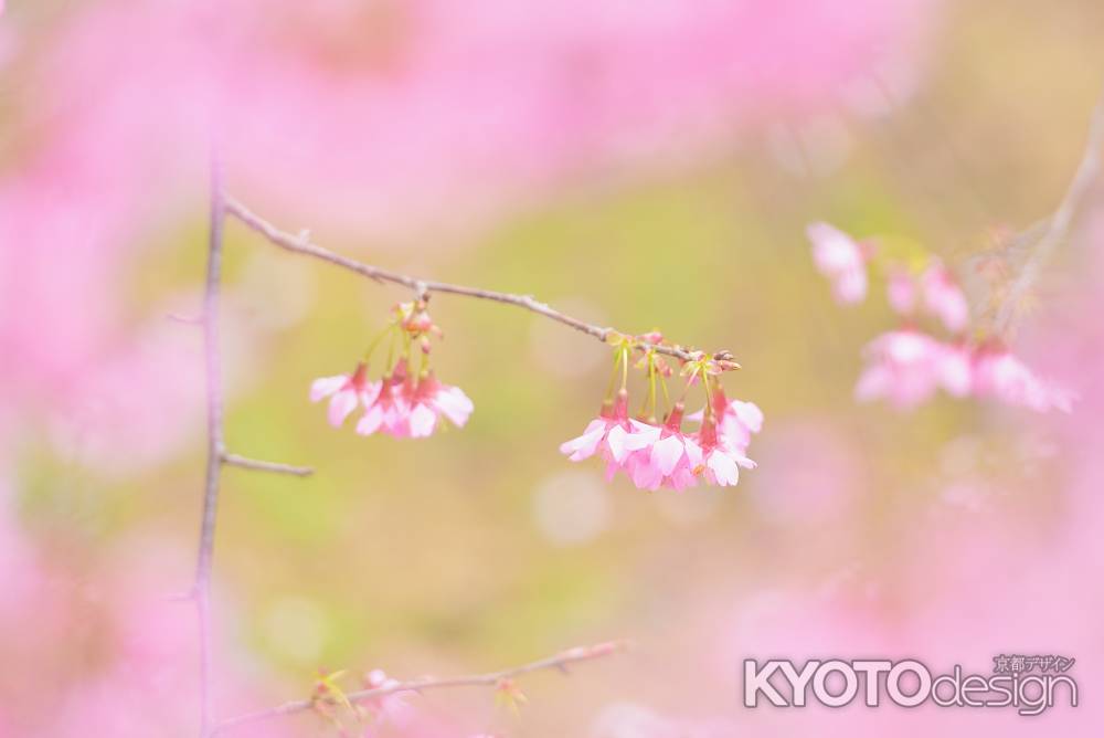 長徳寺（２）おかめ桜