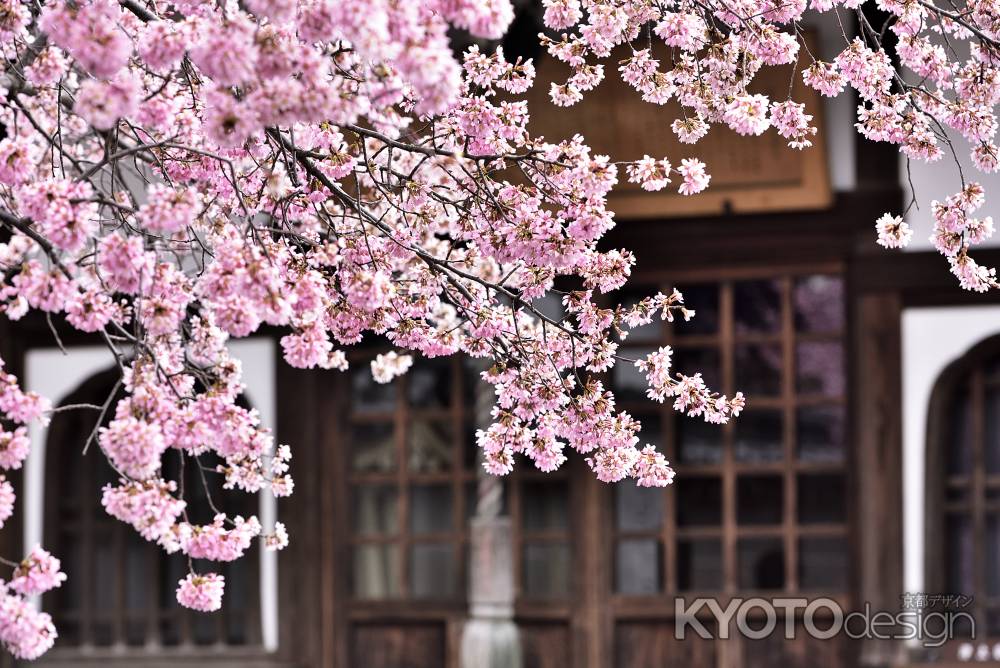 長徳寺（３）　おかめ桜