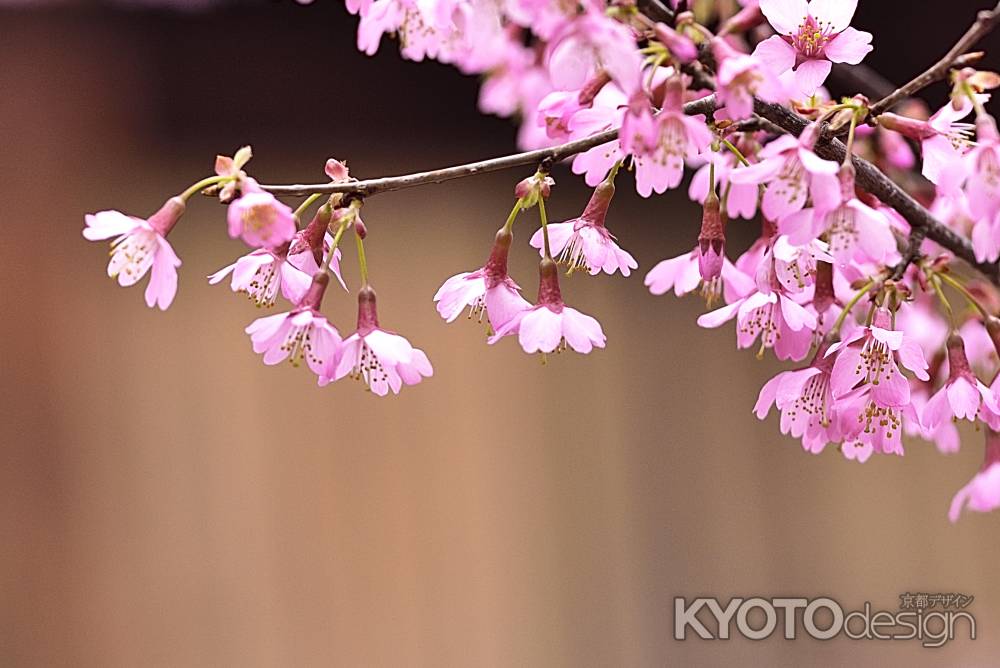 長徳寺（４）　おかめ桜