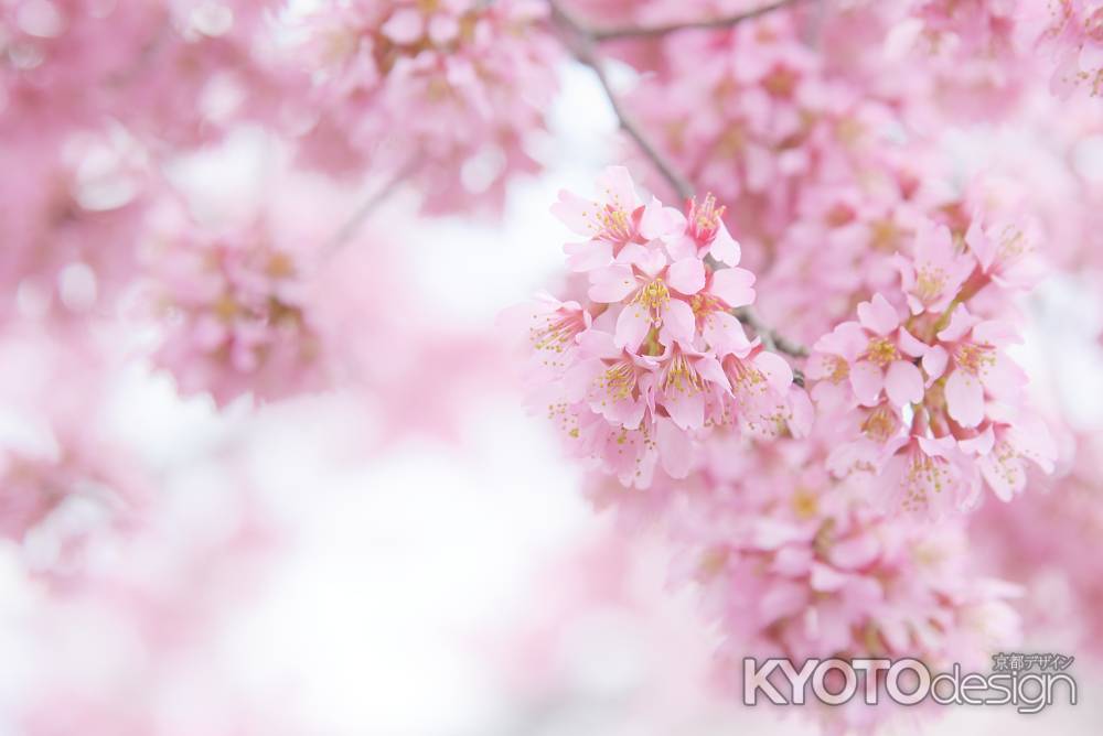 長徳寺（５）おかめ桜