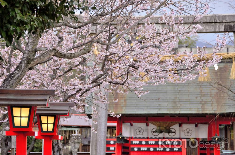 車折神社（２）河津桜