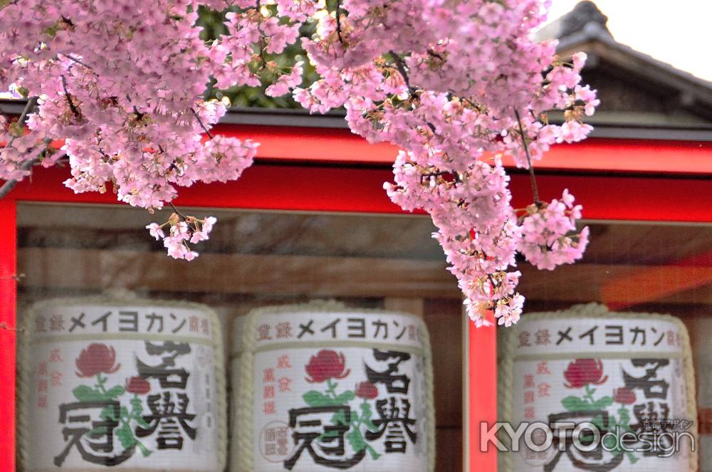 車折神社（３）　河津桜