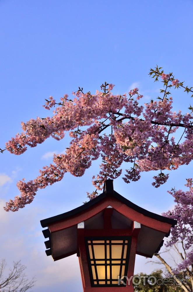 車折神社（６）河津桜