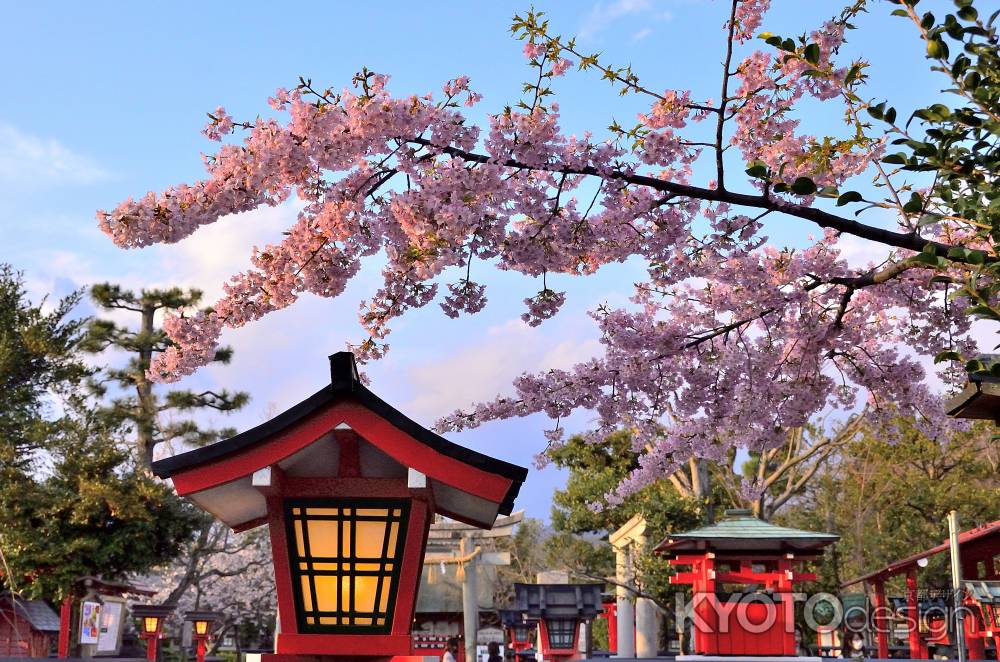 車折神社（７）　河津桜