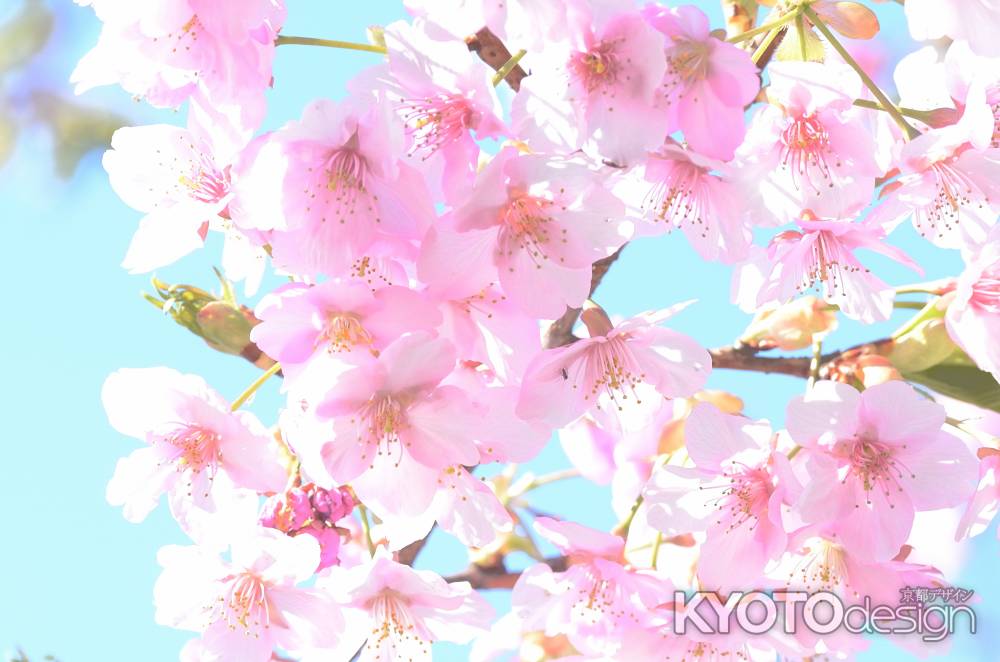 淀水路・河津桜（７）