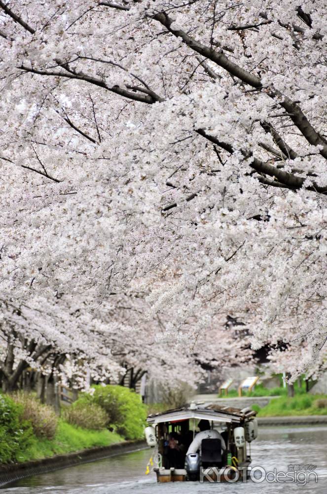 桜の水路を進む