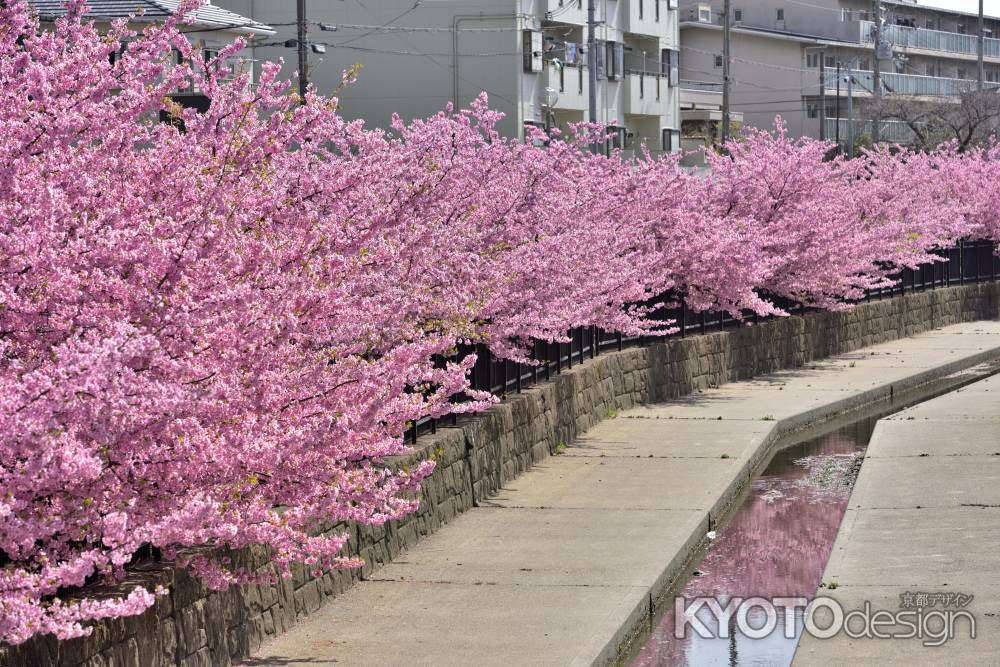 淀水路　河津桜（2022年3月16日）