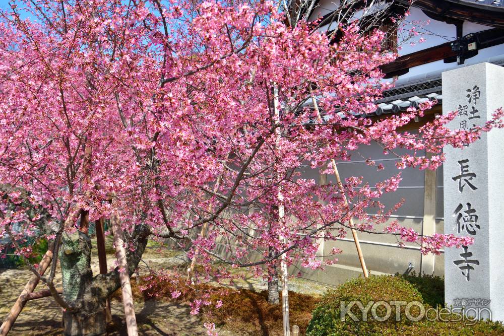 長徳寺　（2022年3月15日）scene1