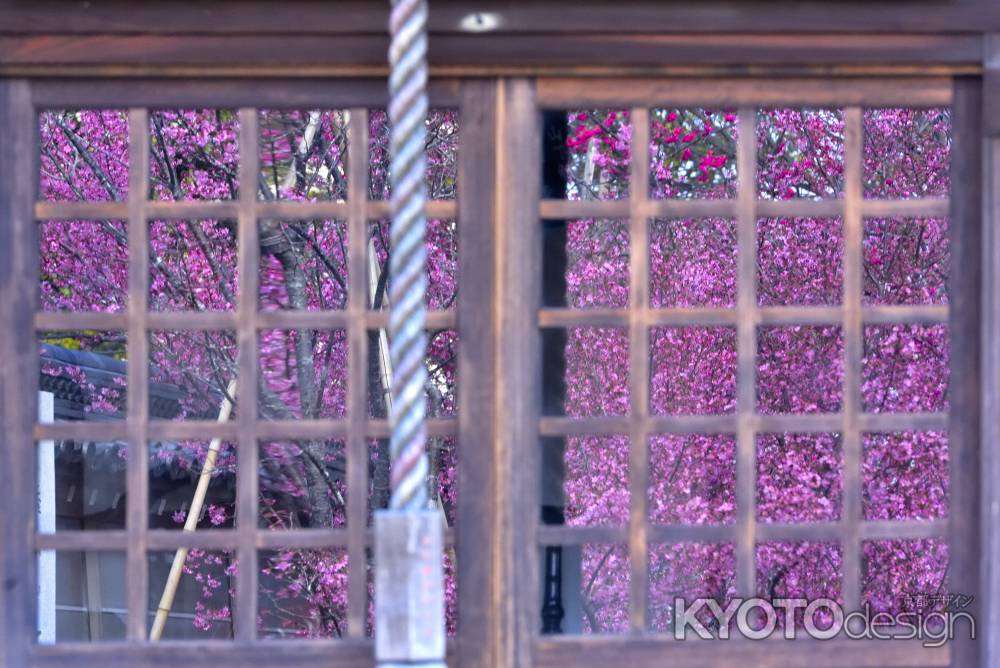 長徳寺　（2022年3月15日）scene3