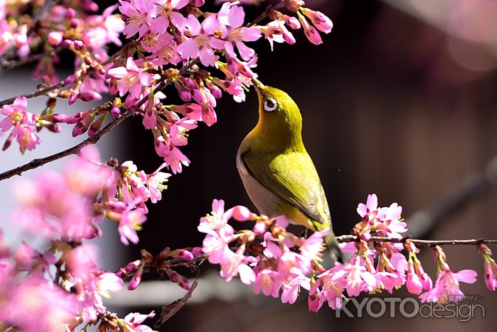 長徳寺　（2022年3月15日）scene5