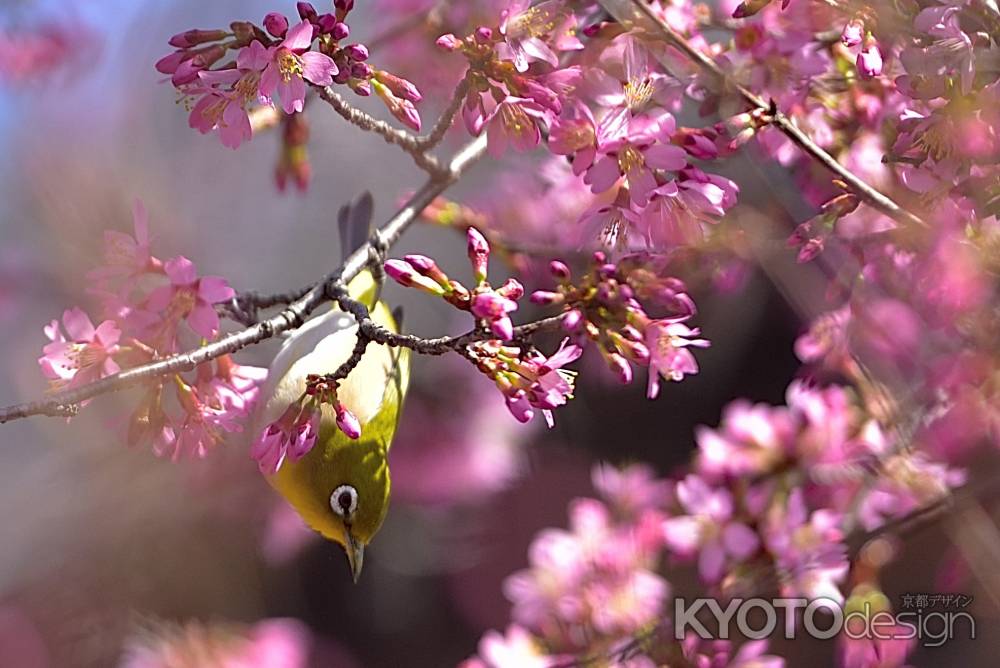 長徳寺　（2022年3月15日）scene6