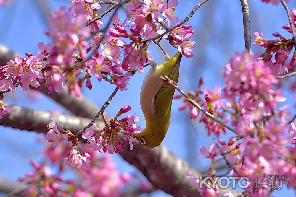 長徳寺　（2022年3月15日）scene7
