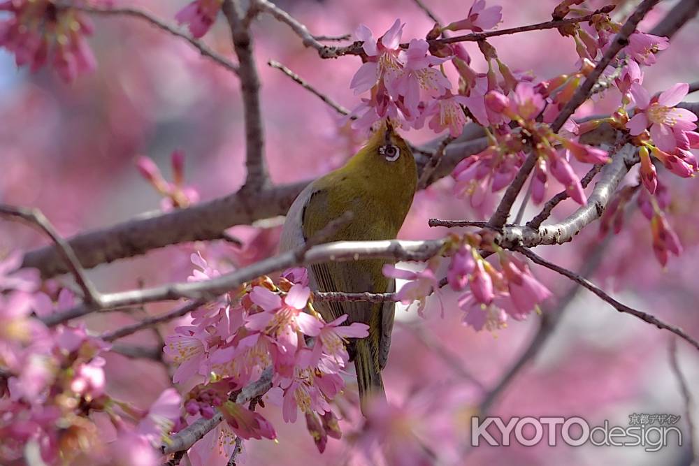 長徳寺　（2022年3月15日）scene9