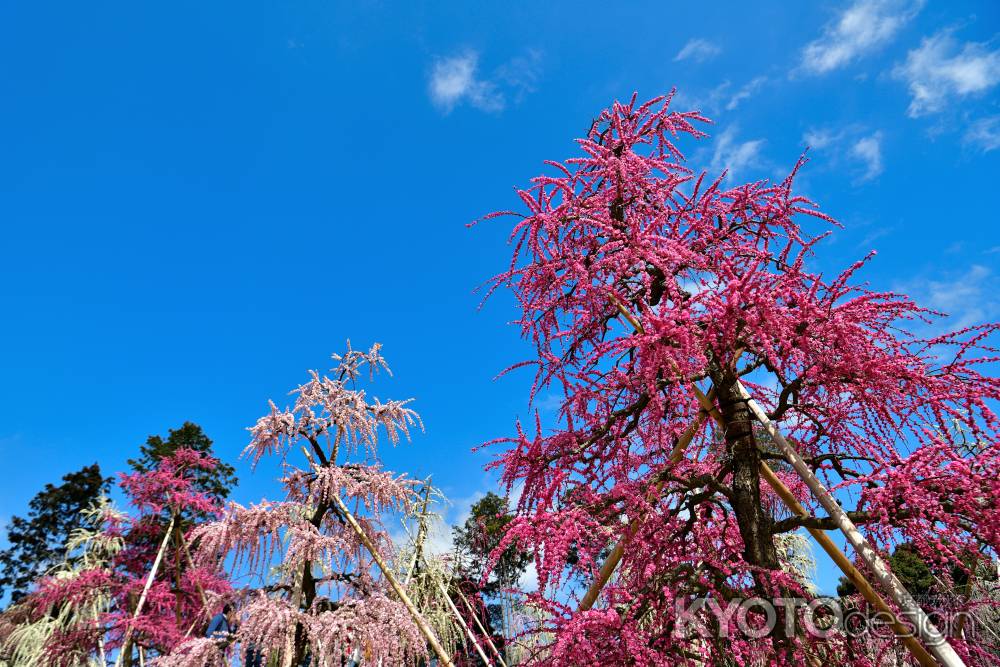 三室戸寺　枝垂れ梅園（2022年3月15日）scene5