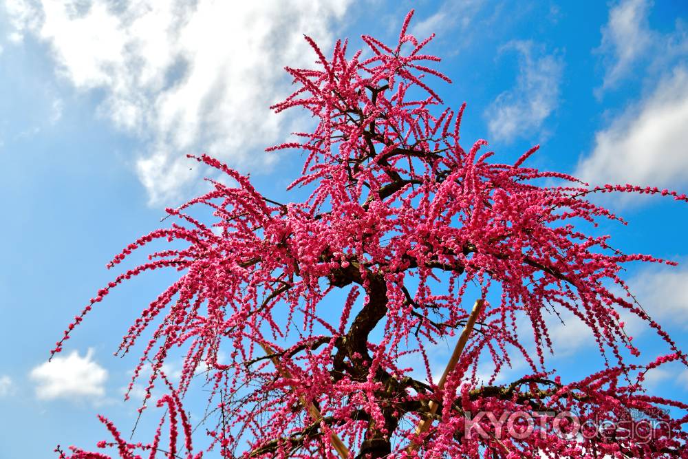 三室戸寺　枝垂れ梅園（2022年3月15日）scene6