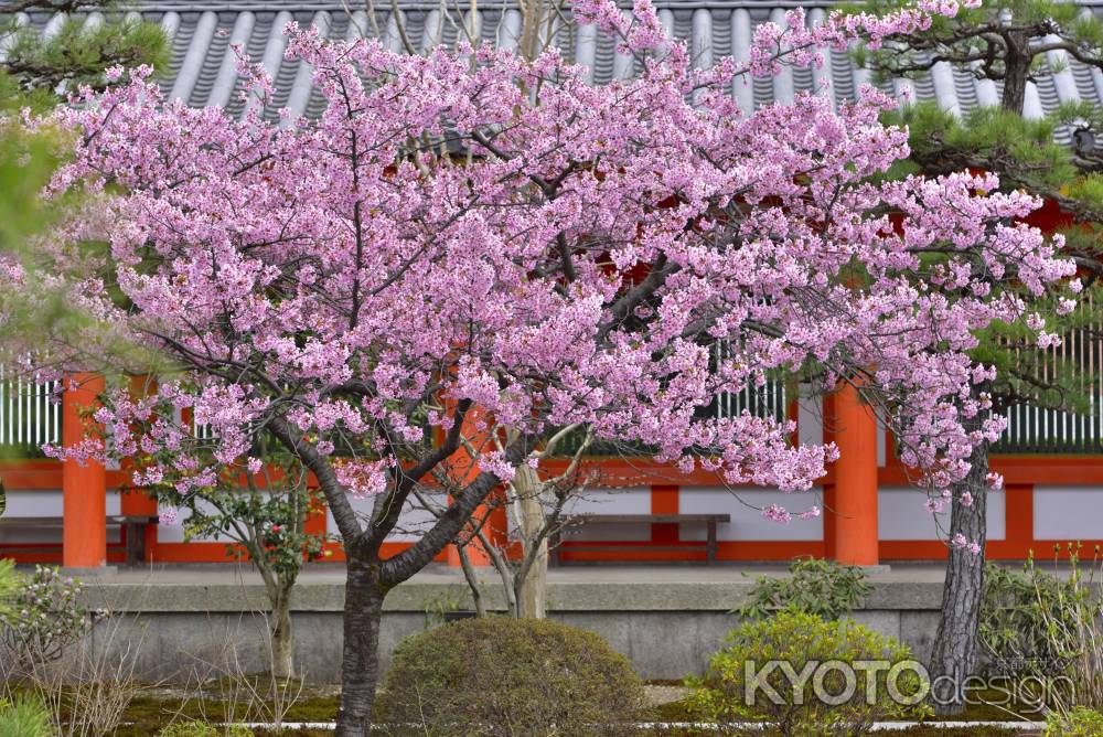 三十三間堂　（2022年3月21日）scene４