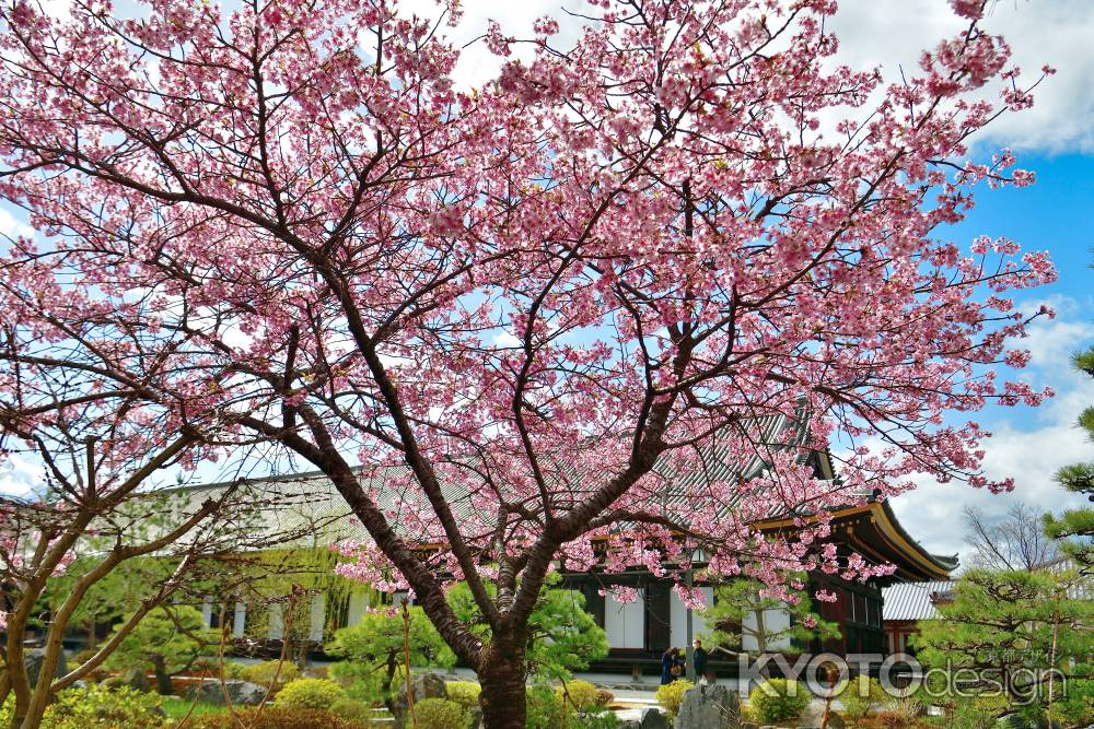 三十三間堂　（2022年3月21日）scene8