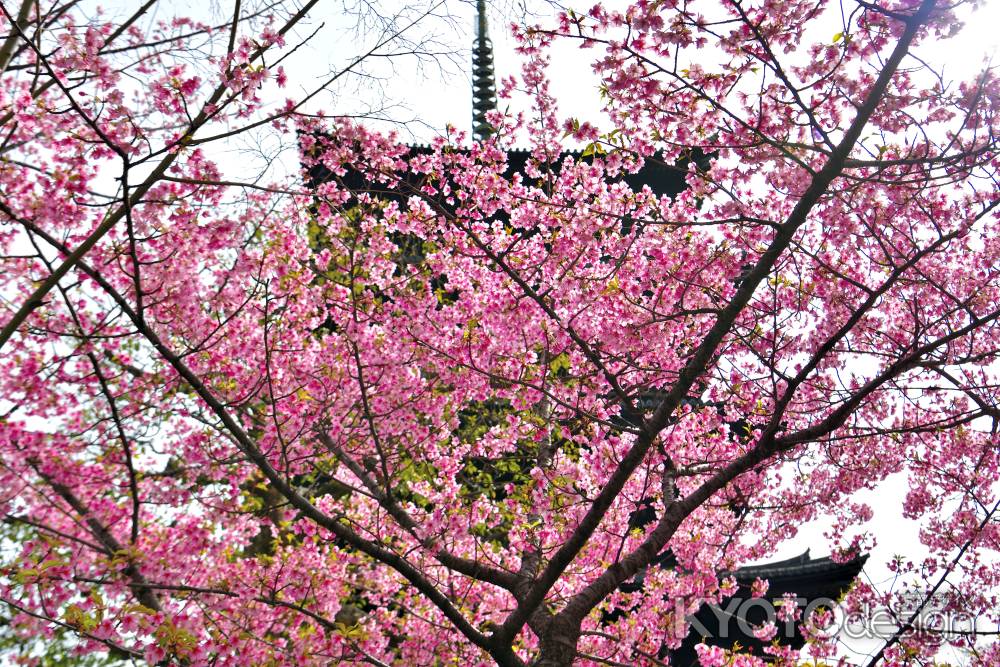 東寺　（2022年3月21日）scene3