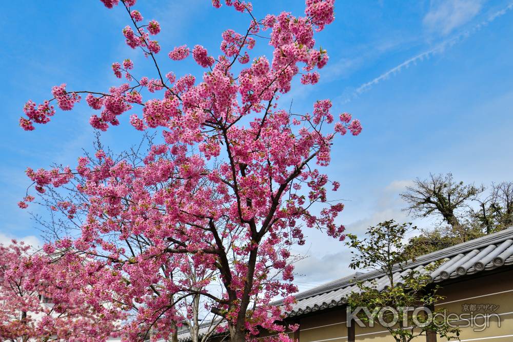 東寺　（2022年3月21日）scene6