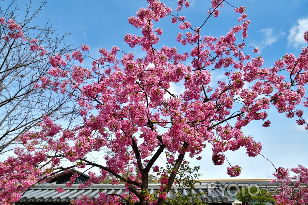 東寺　（2022年3月21日）scene7
