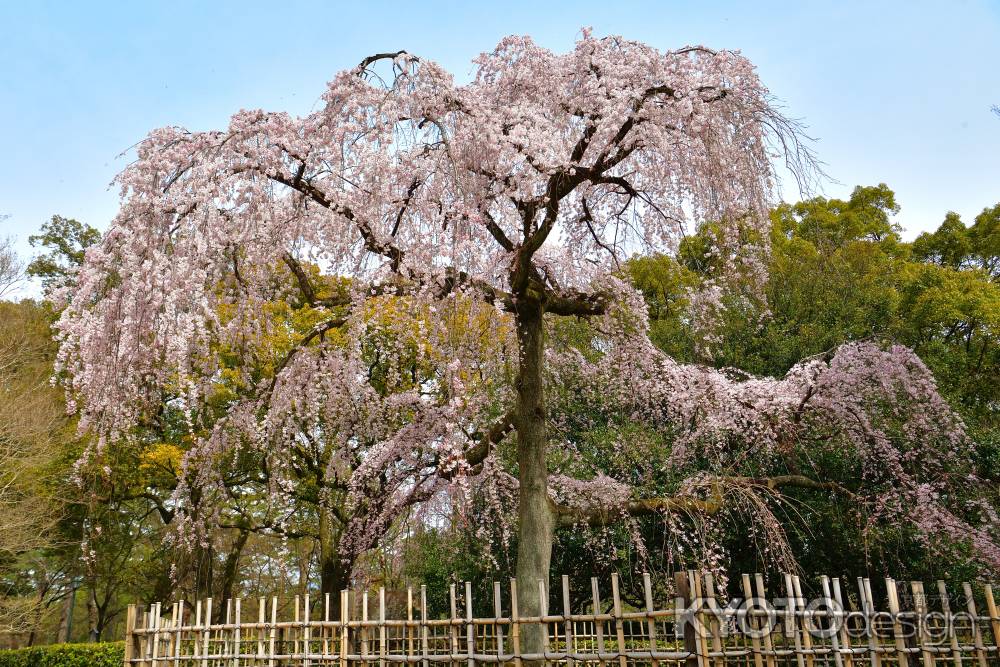 御所　出水の桜（2022年3月25日）　Scene１
